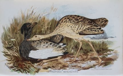 M. Herbert - Florican du Bengale, tiré de *Game Bi