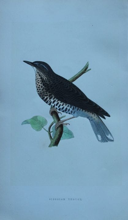Charles Bree - Gravure coloriée à la main représen