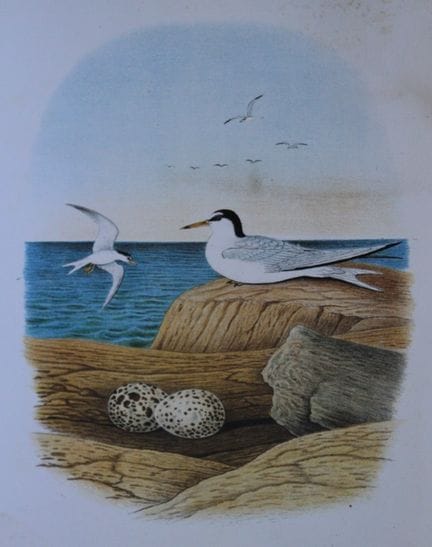 Thomas Gentry - La sterne naine, par Edwin Sheppar