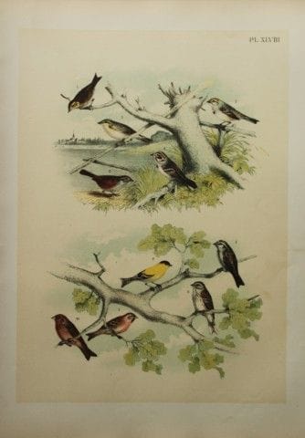 雅各布·斯图德——西奥多·贾斯珀所绘《雀类与麻雀》，1888年。

我们很高兴能提供这些色彩绚丽的石