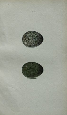 W. Hewitson – Gravure coloriée à la main représent