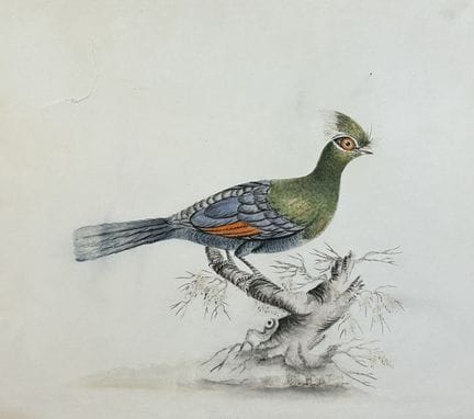 William Hayes - Gravure coloriée à la main représe