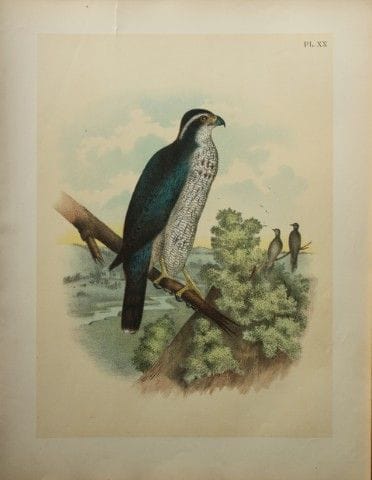 雅各布·斯图德——西奥多·贾斯珀绘《灰色鹰》，1888年。

我们很高兴能推出这些色彩绚丽的石版彩印