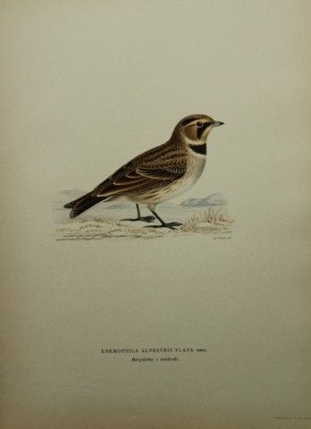 M. von Wright - Lithographie in-folio de l'alouett