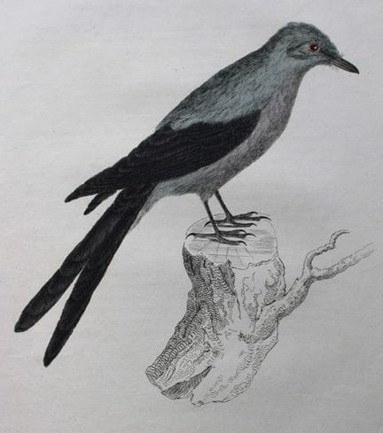 Jardine & Selby - Engraving of Grey fork-tailed Ty