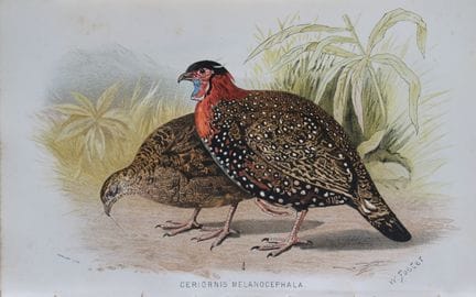 W. Foster - Tragopan occidental, tiré de *Game Bir