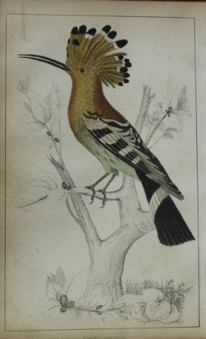 奥利弗·戈德史密斯——《戴胜》铜版画，1850年。

这幅手工上色的铜版画出自奥利弗·戈德史密斯（1