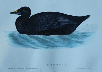 Jean Chenu - Lithographie représentant la Macreuse