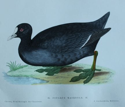 Jean Chenu - Lithographie représentant la foulque 