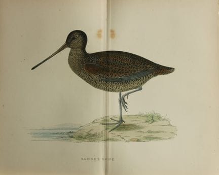Beverley Morris - Lithographie représentant une bé