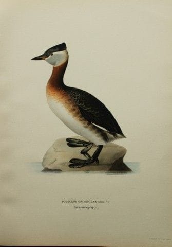 M. von Wright - Lithographie in-folio représentant