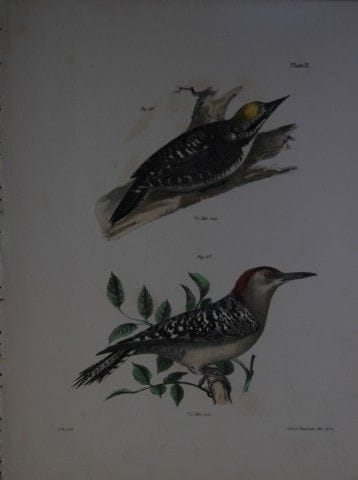 詹姆斯·E·德凯——第十七幅版画《北极啄木鸟与红腹啄木鸟》，1844年。

这幅19世纪独具匠心且引