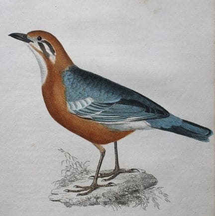 Jardine & Selby - Engraving of Blue-backed Thrush 