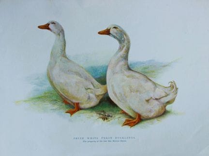 Harrison Weir - Canetons de Pékin blancs, 1902.

C