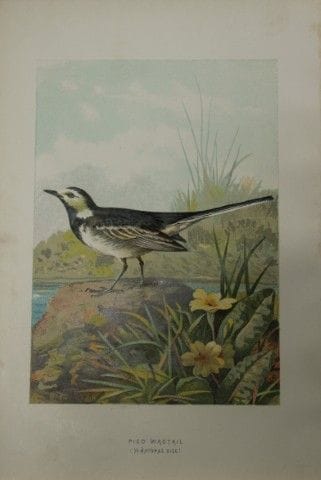 Archibald Thorburn - Bergeronnette pie, 1883.

Cet