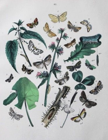 WF Kirby – Handkolorierte Lithografie aus „Europea