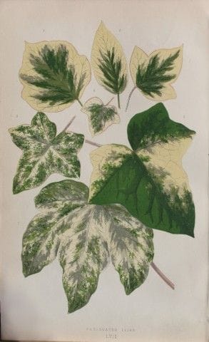 Edward Lowe – „Beautiful Leaved Plants“ 1861.

Die