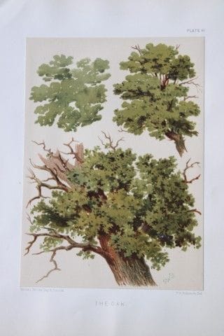 PH Delamotte - Chromolithographie représentant un 