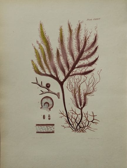 威廉-哈维 - 1846 年《海草》手绘石版画。

这幅石版画出自 Phycologia Brita