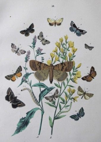 WF Kirby – Handkolorierte Lithografie aus „Europea