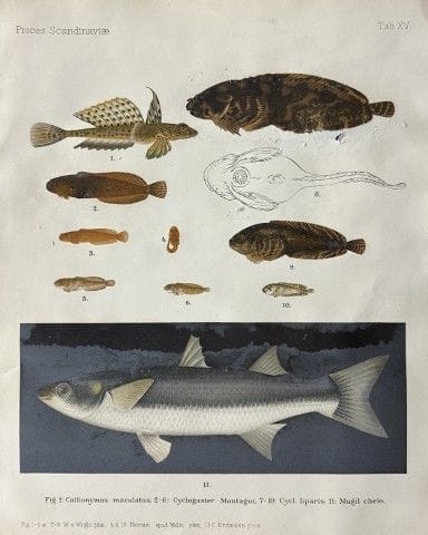 Wilhelm von Wright – Wunderschöne Lithografie mit 