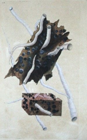 Edward Donovan – Handkolorierter Stich von Muschel