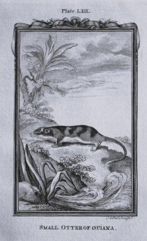 Buffon – Kleiner Guayana-Otter, Kupferstich von A.