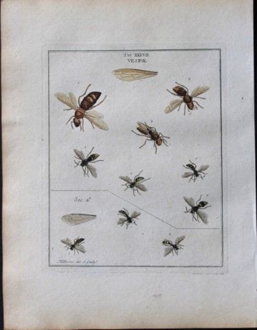 Moses Harris - Gravure rare colorée à la main repr