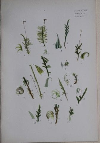 F.E. Tripp - Gravure coloriée à la main représenta