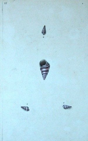 Edward Donovan – Handkolorierter Stich von Muschel