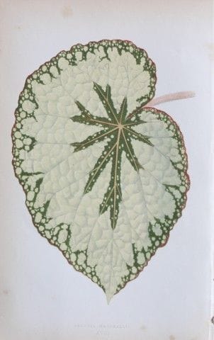 Edward Lowe - Beautiful Leaved Plants 1861.

This 