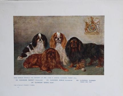 Chromolithograph of King Charles Spaniels after Fr
