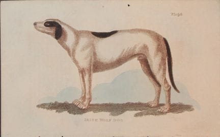 Brightly – Stich eines irischen Wolfshundes, 1811.