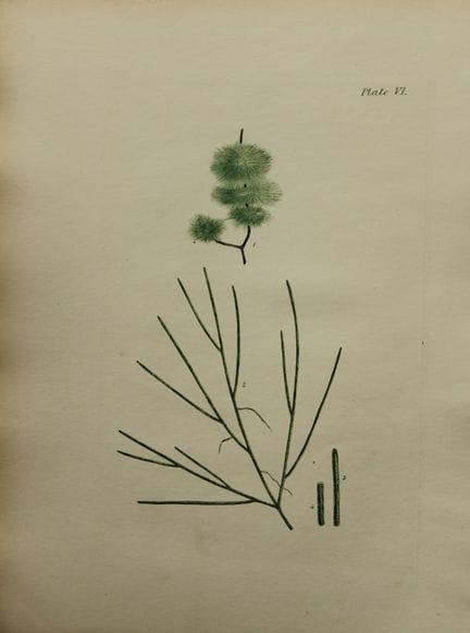William Harvey - Handkolorierte Lithographie von S