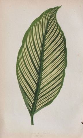Edward Lowe - Beautiful Leaved Plants 1861.

This 