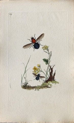 Edward Donovan - Gravure sur cuivre représentant d