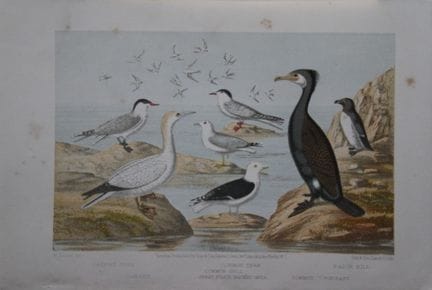 L. Lloyd – „Seeschwalben und Möwen“ von Korner, 18