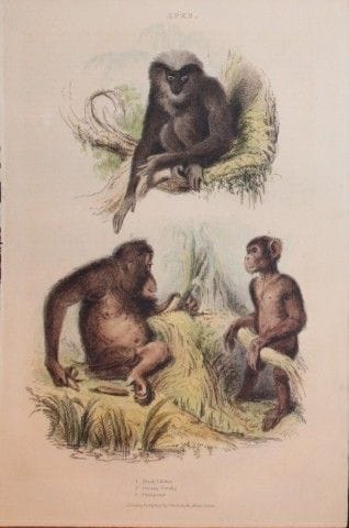 Charles Partington - Hand coloured engraving of Ap