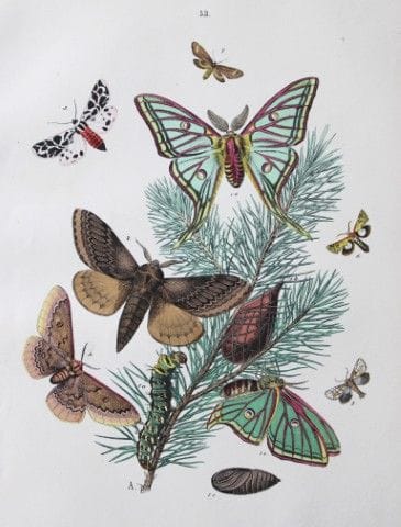 WF Kirby – Handkolorierte Lithografie aus „Europea