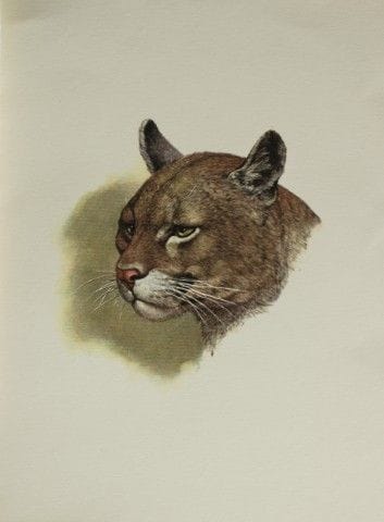 Amuchastegui – Lithografie eines Berglöwen, 1966.

