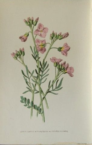 Shirley Hibberd – Kuckucksblume 1877.

Dieser chro