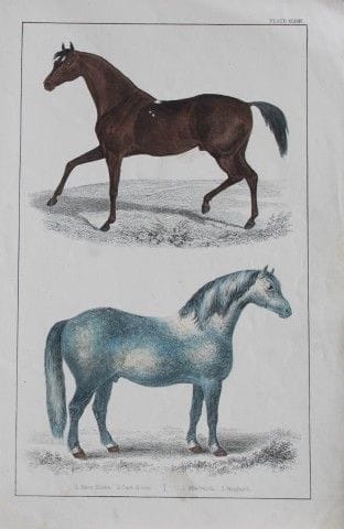 Oliver Goldsmith – Gravure représentant des chevau