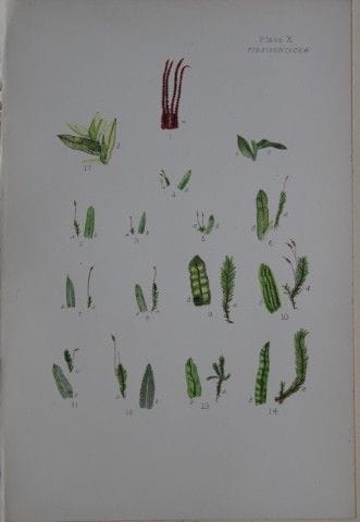 F.E. Tripp - Gravure coloriée à la main représenta