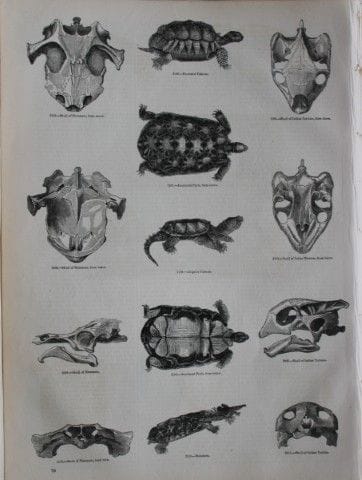 Gravure représentant différentes espèces de tortue