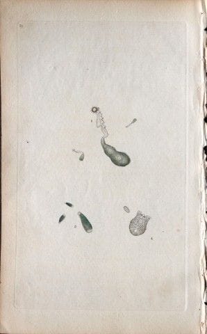 Edward Donovan - Gravure sur cuivre représentant d