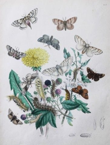 HN Humphreys - Lithographie coloriée à la main rep