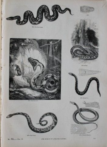 Gravure représentant des serpents, publiée par Cha