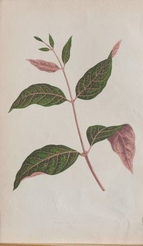 Edward Lowe – „Beautiful Leaved Plants“ 1861.

Die