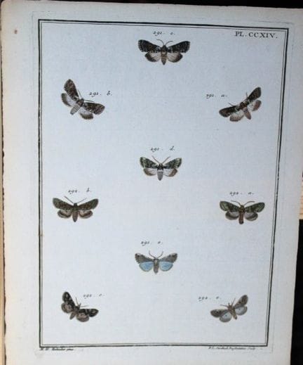ME Hochecker - Gravure tirée de *Insectes d'Europe