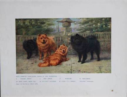 Chromolithograph of Chows after Maud Earl 1907.

T